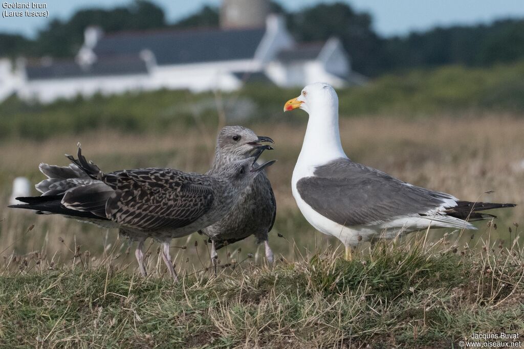 Lesser Black-backed Gull, close-up portrait, aspect, pigmentation, Reproduction-nesting, Behaviour