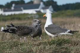 Lesser Black-backed Gull