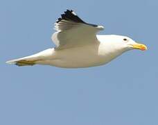 Kelp Gull