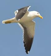 Kelp Gull