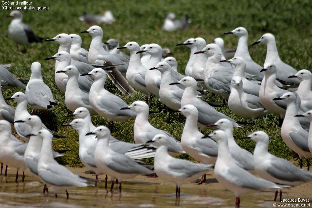 Slender-billed Gulladult breeding