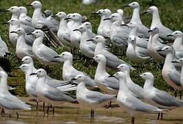 Slender-billed Gull