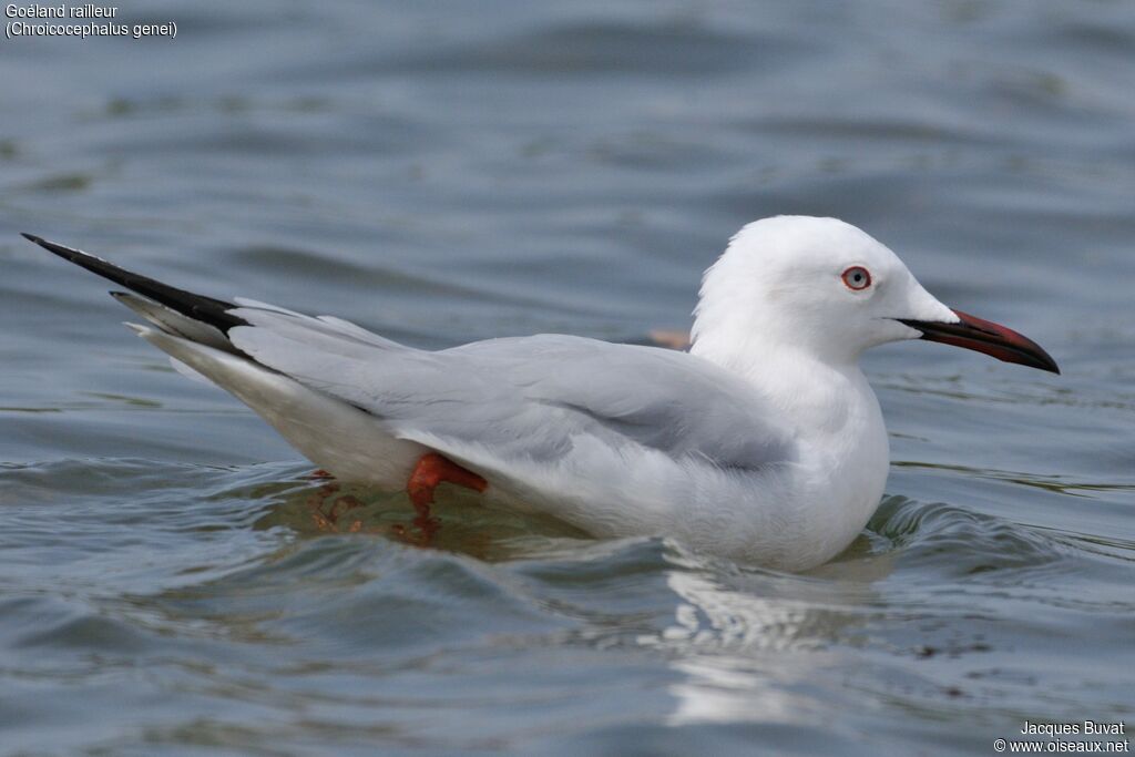 Slender-billed Gulladult breeding