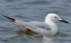 Slender-billed Gull