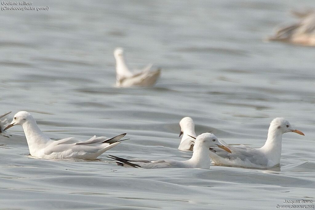 Slender-billed Gullimmature