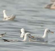 Slender-billed Gull