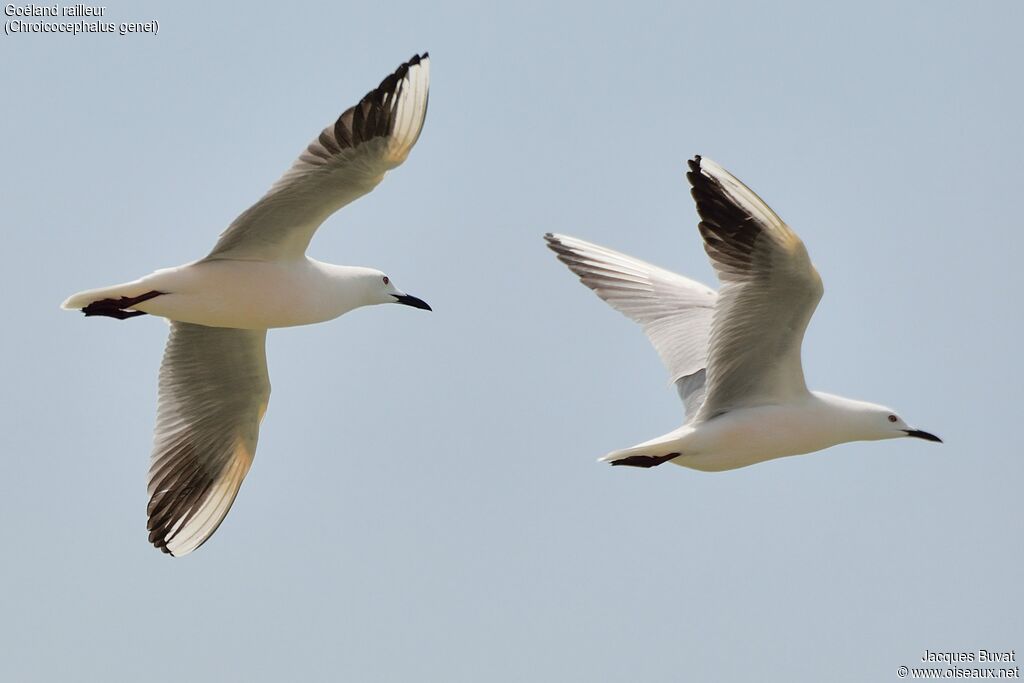 Slender-billed Gulladult breeding, aspect, pigmentation, Flight