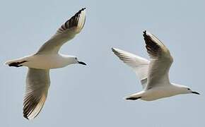 Slender-billed Gull