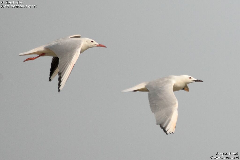 Slender-billed Gulladult post breeding