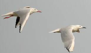 Slender-billed Gull