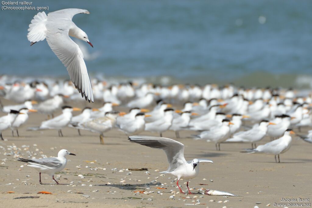 Slender-billed Gulladult breeding