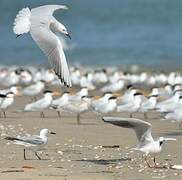 Slender-billed Gull