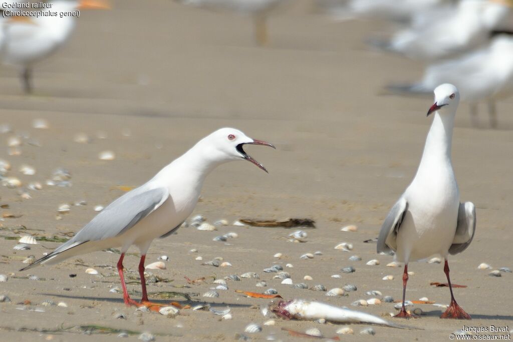 Slender-billed Gull