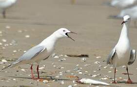 Slender-billed Gull