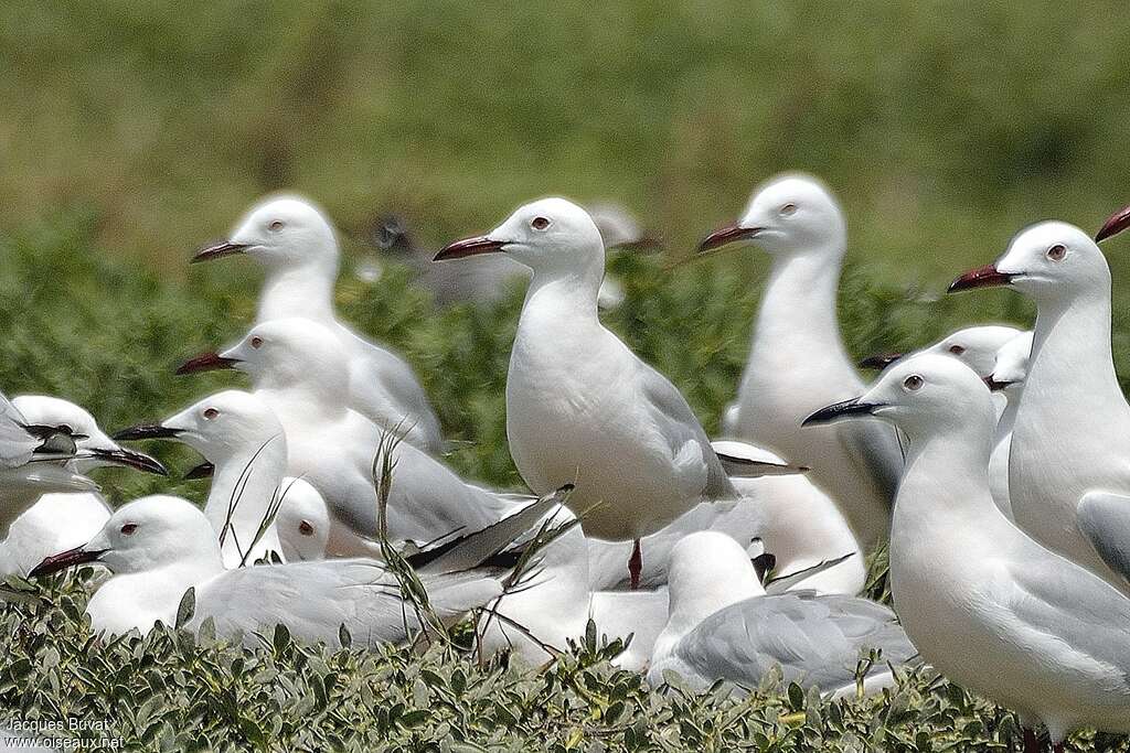 Slender-billed Gulladult breeding, Reproduction-nesting, Behaviour