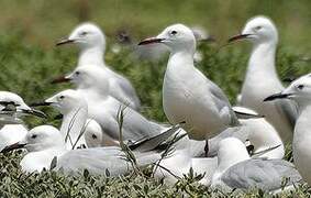 Slender-billed Gull