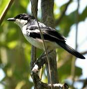 Swamp Boubou