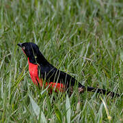 Black-headed Gonolek