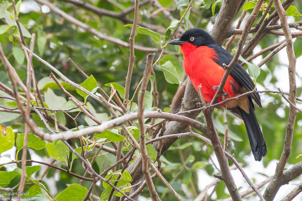 Black-headed Gonolekadult