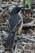 Southern Boubou