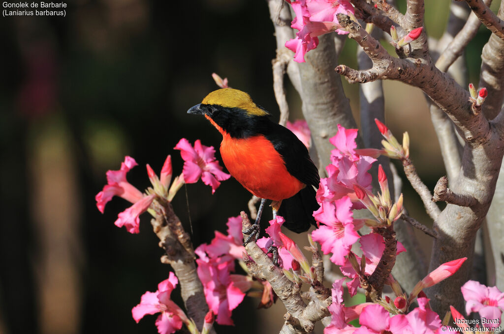 Yellow-crowned Gonolekadult