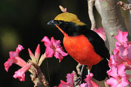 Yellow-crowned Gonolek