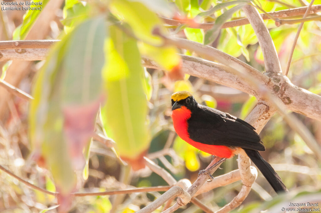 Yellow-crowned Gonolekadult, identification, aspect, pigmentation