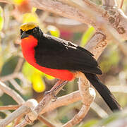 Yellow-crowned Gonolek