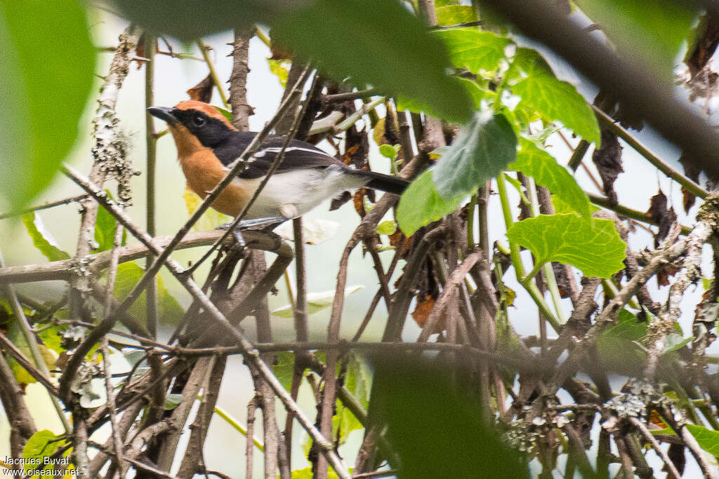 Lühder's Bushshrikeadult, habitat