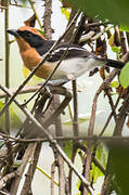 Lühder's Bushshrike