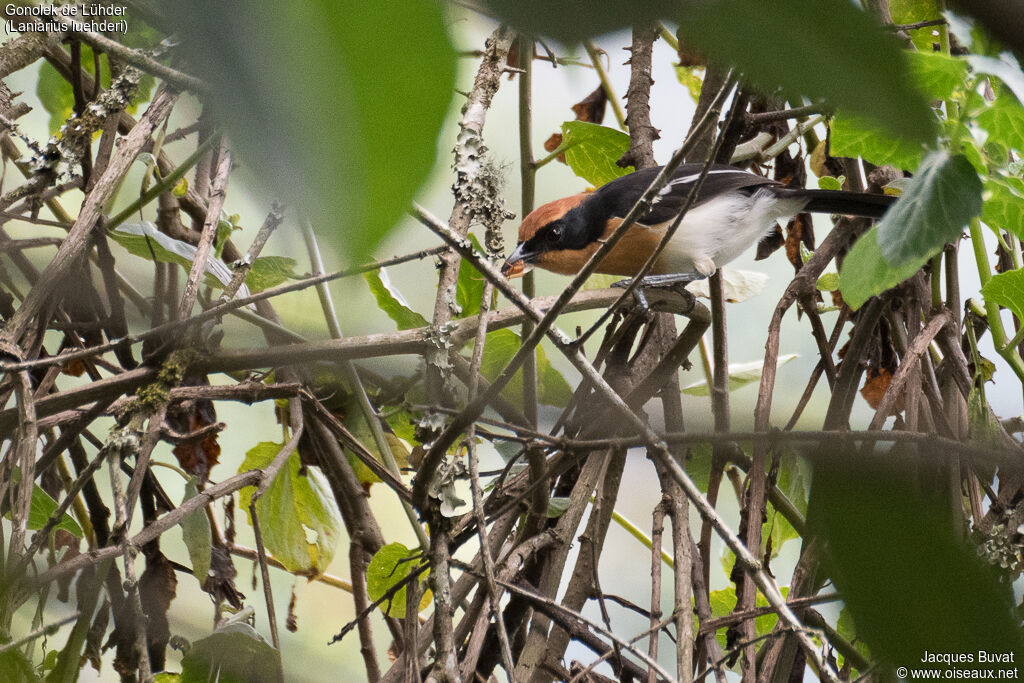 Lühder's Bushshrikeadult