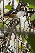 Lühder's Bushshrike