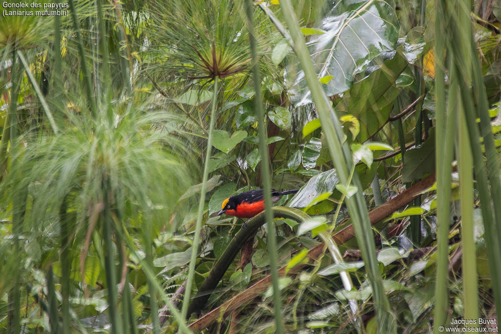 Papyrus Gonolekadult