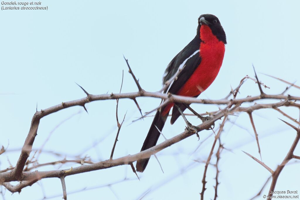 Gonolek rouge et noiradulte, identification