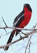 Crimson-breasted Shrike