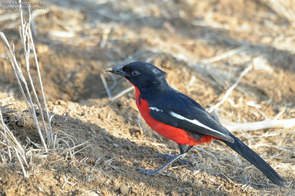 Crimson-breasted Shrikeadult