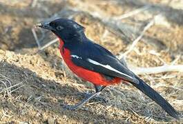 Crimson-breasted Shrike