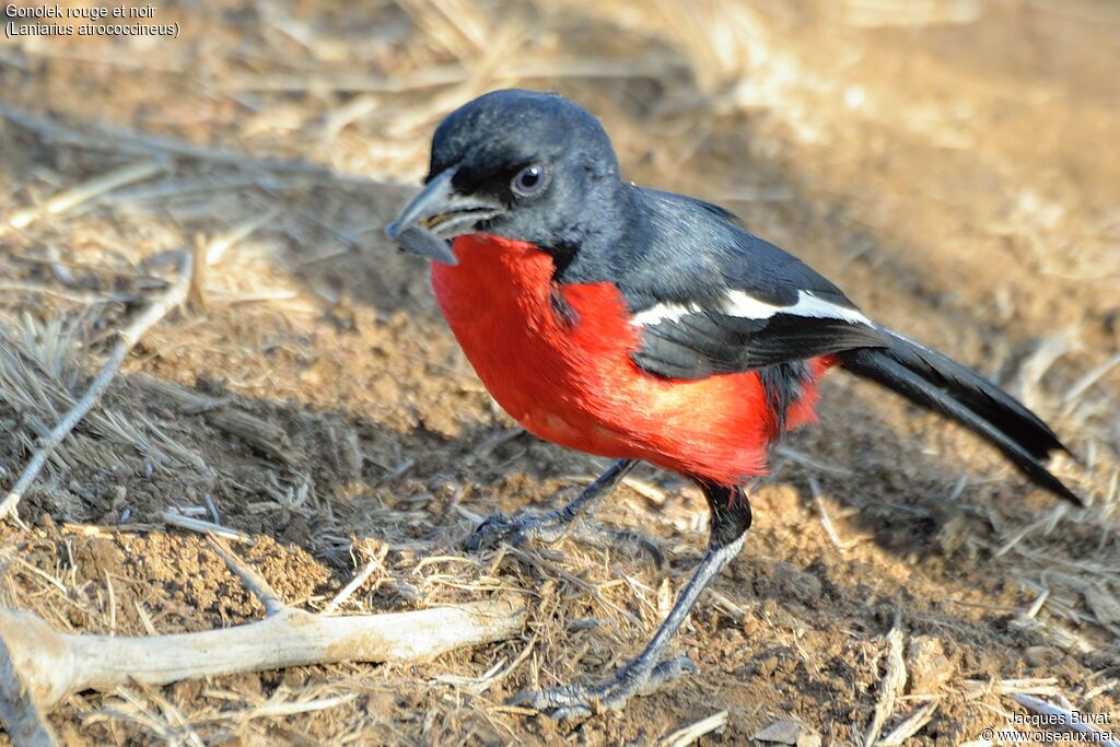 Crimson-breasted Shrikeadult, identification, feeding habits