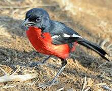 Crimson-breasted Shrike