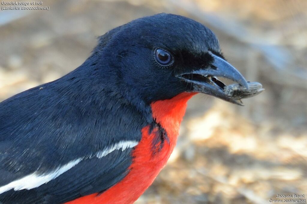 Crimson-breasted Shrikeadult