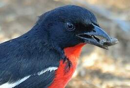 Gonolek rouge et noir