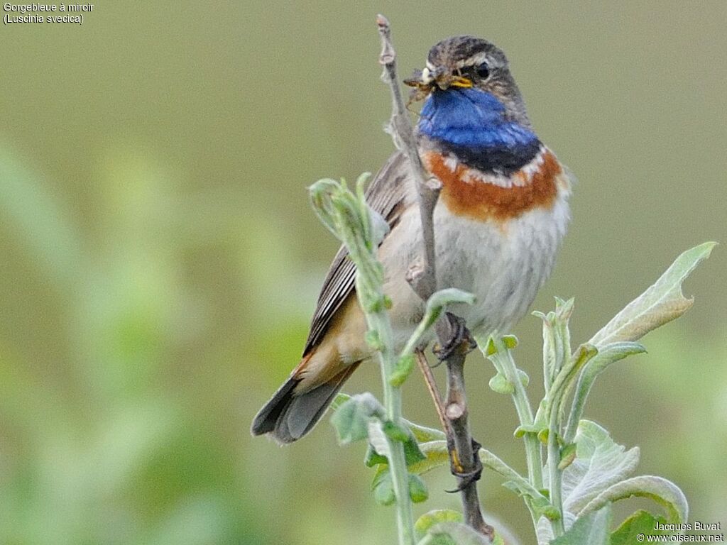 Bluethroatadult