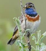 Bluethroat