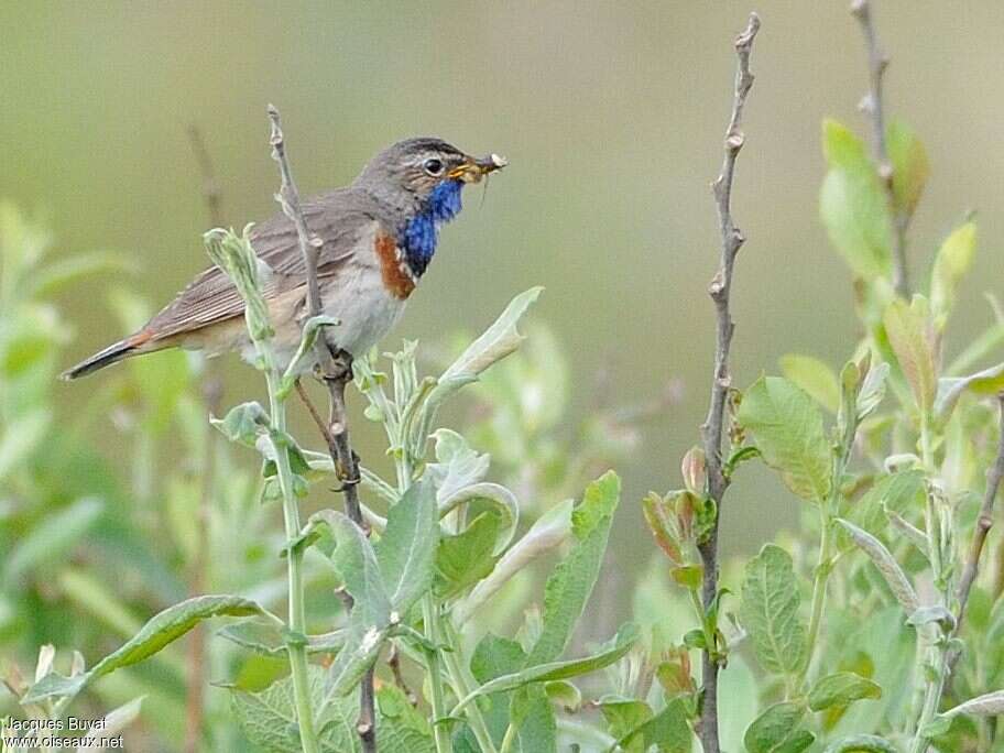 Gorgebleue à miroiradulte, régime, mange, Nidification, Comportement