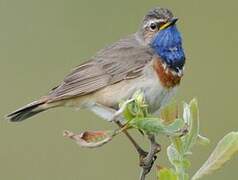 Bluethroat