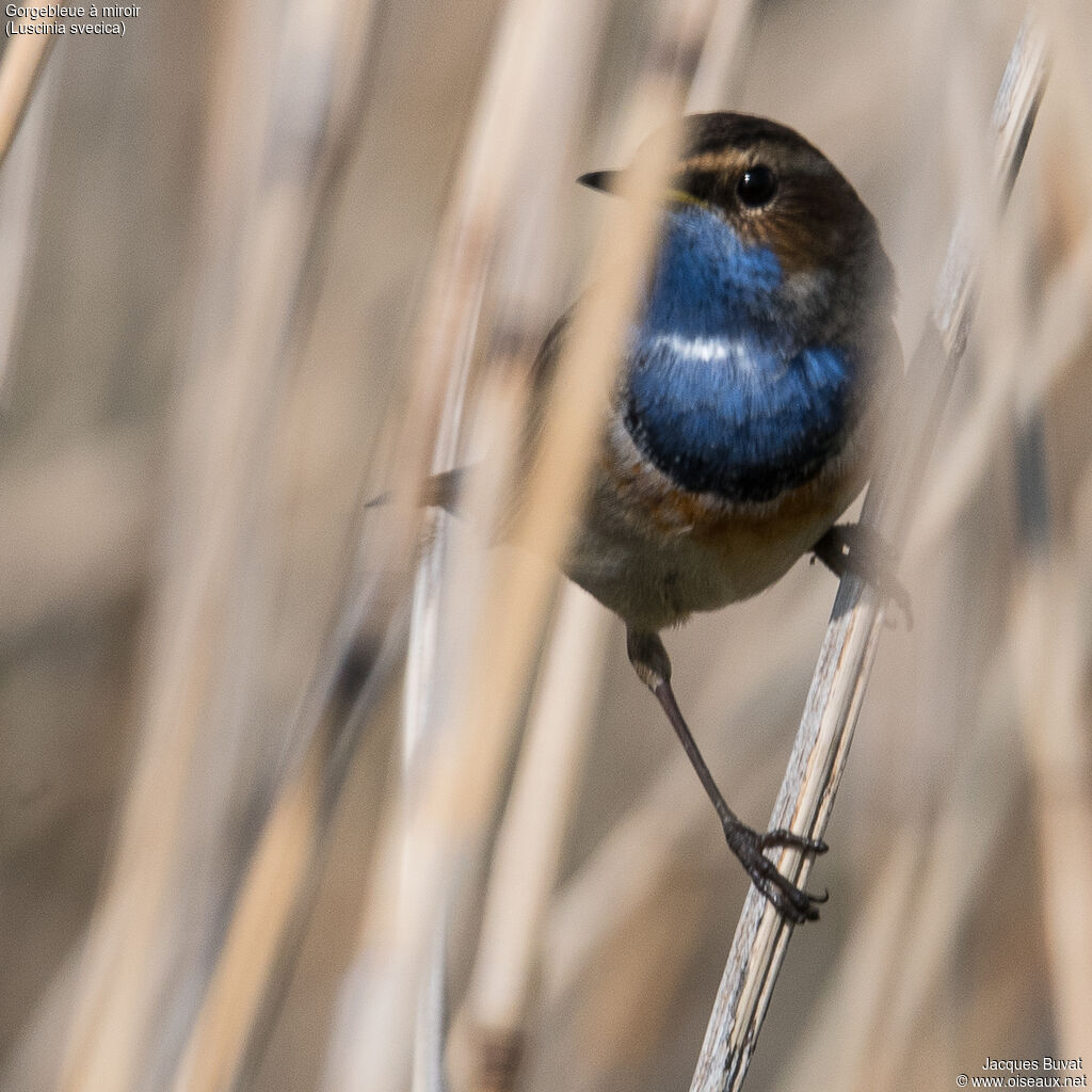 Bluethroat male adult breeding, habitat, aspect, pigmentation