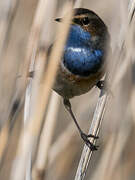 Bluethroat