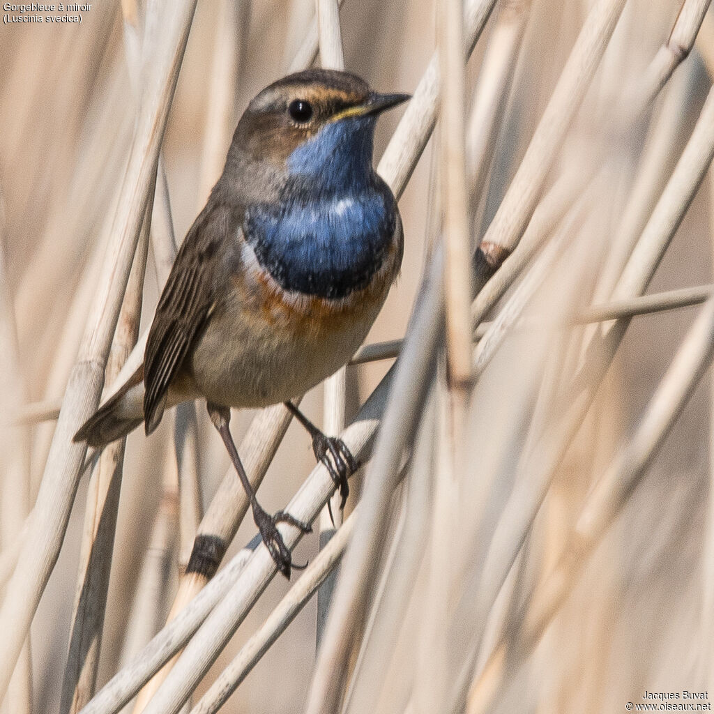 Bluethroat male adult breeding, close-up portrait, aspect, pigmentation