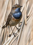 Bluethroat