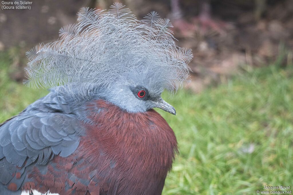 Sclater's Crowned Pigeonadult breeding, close-up portrait, aspect, pigmentation